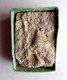 TROCHUS CRENULARIS - Fossile éocène - Fossils
