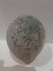 Erizo Fósil. Echinocorys Vulgaris. Edad: Cretácico, Campaniense. Localidad: Hannover, Germany. - Fossils