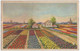 Groeten Uit Lisse  - Bloembollenvelden - (Stempel: 'National Flowershow 1951') - (Zuid-Holland, Nederland) - Lisse