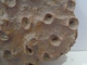 Coral Fósil. Anthozoa. Frechastraea Pentagona. Edad: Devónico. Procedencia: Marruecos. - Fossils