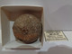 Fossil Sea Urchin. Psephechinus Michelini. Age: Jurassic, Bathonian. 175 Million Years. Gourama, Marruecos. - Fossiles