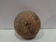 Fossil Sea Urchin. Psephechinus Michelini. Age: Jurassic, Bathonian. 175 Million Years. Gourama, Marruecos. - Fossilien