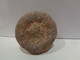 Delcampe - Fossil Sea Urchin. Psephechinus Michelini. Age: Jurassic, Bathonian. 175 Million Years. Gourama, Marruecos. - Fossiles