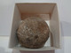 Fossil Sea Urchin. Psephechinus Michelini. Age: Jurassic, Bathonian. 175 Million Years. Locality: Gourama, Morocco. - Fossilien