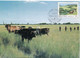 TRANSKEI CARTE MAXIMUM DU N°166 PERMANENCE DE L'EAU COLLINES VERDOYANTES BETAIL BIEN EN CHAIR AVEC OBL DU 1985-02-07 - Transkei