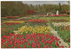 'Keukenhof' Lisse - Holland - (Tulpen/Tulips) - Lisse