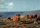 Cow / Vache - Paturages Sur Les Plateaux - Éditions Cap-Théojac 1980 - Vaches