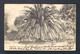 Sp8633 MADEIRA Island Portugal Mailed 08-X-1904 Funchal » Karlsruhe -Baden (2x5+ 1x15) Postcard "palm Tree" - Funchal