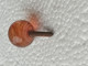 ANCIEN POMMEAU En VERRE, DE CANNE OMBRELLE PARAPLUIE EPOQUE FIN 19ème SIECLE  Diamètre 1,6 Cm Env Long 2,8 Cm Avec Vis - Regenschirme
