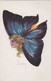 Illustrateur Usabal - Femme Papillon - Usabal