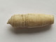 ANCIEN ACCESSOIRE Sculpté En OS, DE CANNE OMBRELLE PARAPLUIE EPOQUE FIN 19ème SIECLE  Long 4,4 Cm Env - Ombrelles, Parapluies