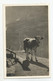 Suisse Ge Genève Vache 1939 écrite Du Chemin Du Chatelet 2 - Genève