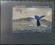 Iceland / Animals / Tourism, Sport, Rafting, Fauna, Whales - Unused Stamps