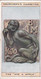 Curious Signs 1925 - 1 The Ape & Apple - Churchman Cigarette Card - Original - Churchman