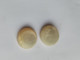 2 BOUTONS Ancien Bouton De Manchette En Nacre  Diamètre : 20 Mm Env - Boutons De Col /de Manchettes