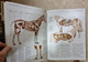 Delcampe - La Grande Encyclopédie Du Cheval. Editions Bordas. Très Bon état - Encyclopédies