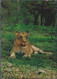 Afrique Du Sud, Vie Sauvage, Vie Animale Lionne Se Reposant à L'ombre, 1 Timbre - Lions