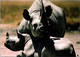 (2 H 33) WWF Rhinoceros Postcard - Carte De Rhinoceros - Rhinoceros