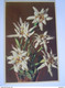 Edelweiss Leontopodium Alpinum Coloprint 52099 - Medicinal Plants