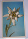 Edelweiss Edition Deriar 2007 - Geneeskrachtige Planten