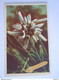 Edelweiss Guaphalium Leontopodium Paillettes Edit NMM 1040 - Plantes Médicinales