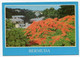 AK 047502 BERMUDA - Royal Poinciana In Full Bloom - Bermuda