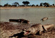 AFRIQUE - La Faune Africaine - Crocodiles - Non Classés