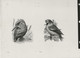 Oiseaux D'André BUZIN - Planche D'impression ORIGINALE COB 2189/90 , 2223 Et 2240 - Calque 40x30cm - Genèse - Essai - 1985-.. Oiseaux (Buzin)