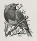 Oiseaux D'André BUZIN - Planche D'impression ORIGINALE COB 2189/90 , 2223 Et 2240 - Calque 40x30cm - Genèse - Essai - 1985-.. Vogels (Buzin)