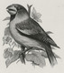 Delcampe - Oiseaux D'André BUZIN - Planche D'impression ORIGINALE COB 2189/90 , 2223 Et 2240 - Calque 40x30cm - Genèse - Essai - 1985-.. Vögel (Buzin)