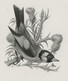 Delcampe - Oiseaux D'André BUZIN - Planche D'impression ORIGINALE COB 2189/90 , 2223 Et 2240 - Calque 40x30cm - Genèse - Essai - 1985-.. Uccelli (Buzin)