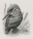 Delcampe - Oiseaux D'André BUZIN - Planche D'impression ORIGINALE COB 2189/90 , 2223 Et 2240 - Calque 40x30cm - Genèse - Essai - 1985-.. Birds (Buzin)