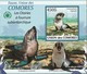 COMORES 2009 -  Les Otaries à Fourrure Sub Antarctique - 3 Blocs ND - Antarktischen Tierwelt