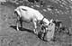 Chèvre En Gruyère - Sac De Montagne - Glasson Cacher Gruyères 1954 - Gruyères