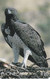 TARJETA DE SUDAFRICA DE UN AGUILA  (EAGLE-BIRD-PAJARO) - Eagles & Birds Of Prey