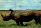 KENYA RHINOCEROS - Rhinocéros