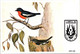 Delcampe - (3 H 24) Australia - Postcard (cancelled 1986 For Adelaide STAMPEX Stamp Show) 4 Postcard (Birds) - Autres & Non Classés