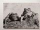 GRENOUILLE PUBLICITE COLLOCRINE - Schildkröten