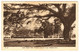 Giant Saman Tree, Trinidad Country Club, Trinidad, B.W.I. - Trinidad