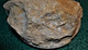 Jolie Ammonite De 8x8cm Avec Petite Ammonite Au Dos 270 Grammes - Fósiles