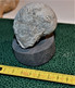 Jolie Nautile Fossilisé De 6 X 5 Cm Sur Socle Carotte De Schiste De 231 Grammes - Fossiles