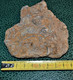 Jolie Plaque Multi Fossiles De 9 X 9 Cm De 105 Grammes - Fossiles