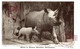 White Or Square Mouthed Rhinoceros Rinocernotes ANIMALES ANIMALS LES ANIMAUX - Rhinoceros