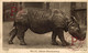 Indian Rhinoceros Rinocerontes ANIMALES ANIMALS LES ANIMAUX - Rhinozeros