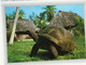 CPSM-☛Carte Postale Thème Animaux & Faune Tortue Tortues-☛Seychelles Land Tortoise, Bird Island-☛La Garenne Colombes- - Tortugas