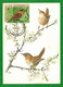 Republique Du Burundi 1970  Mi.Nr. 649 , Bird Zaunkönig - Maximum Card - First Day Burundi 30-9-70 - Used Stamps