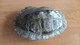 ANCIENNE PETITE CARAPACE DE TORTUE - Andere & Zonder Classificatie