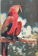 Antilles - British West Indies - Virgin Islands - Parrot - Publicité Médecine Plasmarine - Postmarked 1956 - Isole Vergine Britanniche