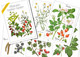 Cofanetto Con 12 Cartoline Tedesche PIANTE MEDICINALI "Pflanzen Helfen Heilen" = "Le Piante Aiutano A Guarire". - Geneeskrachtige Planten