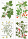 Cofanetto Con 12 Cartoline Tedesche PIANTE MEDICINALI "Pflanzen Helfen Heilen" = "Le Piante Aiutano A Guarire". - Medicinal Plants